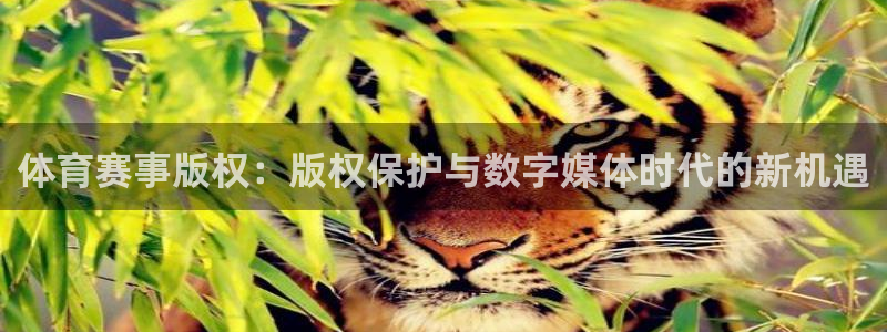 体育赛事版权：版权保护与数字媒体时代的新机遇